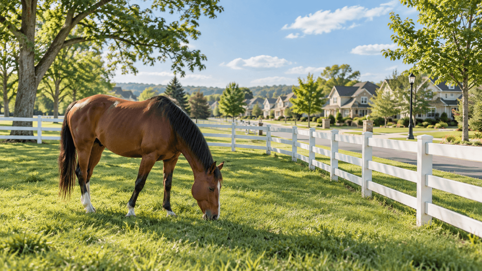 Horse grazing in a fenced pasture near a suburban street